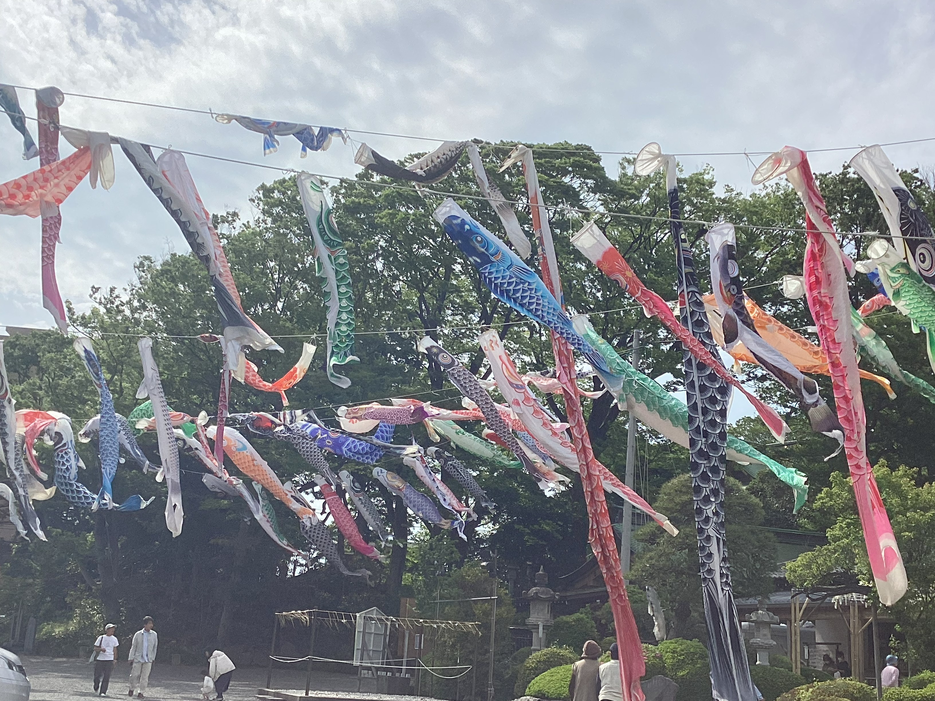 鯉のぼりと藤の花