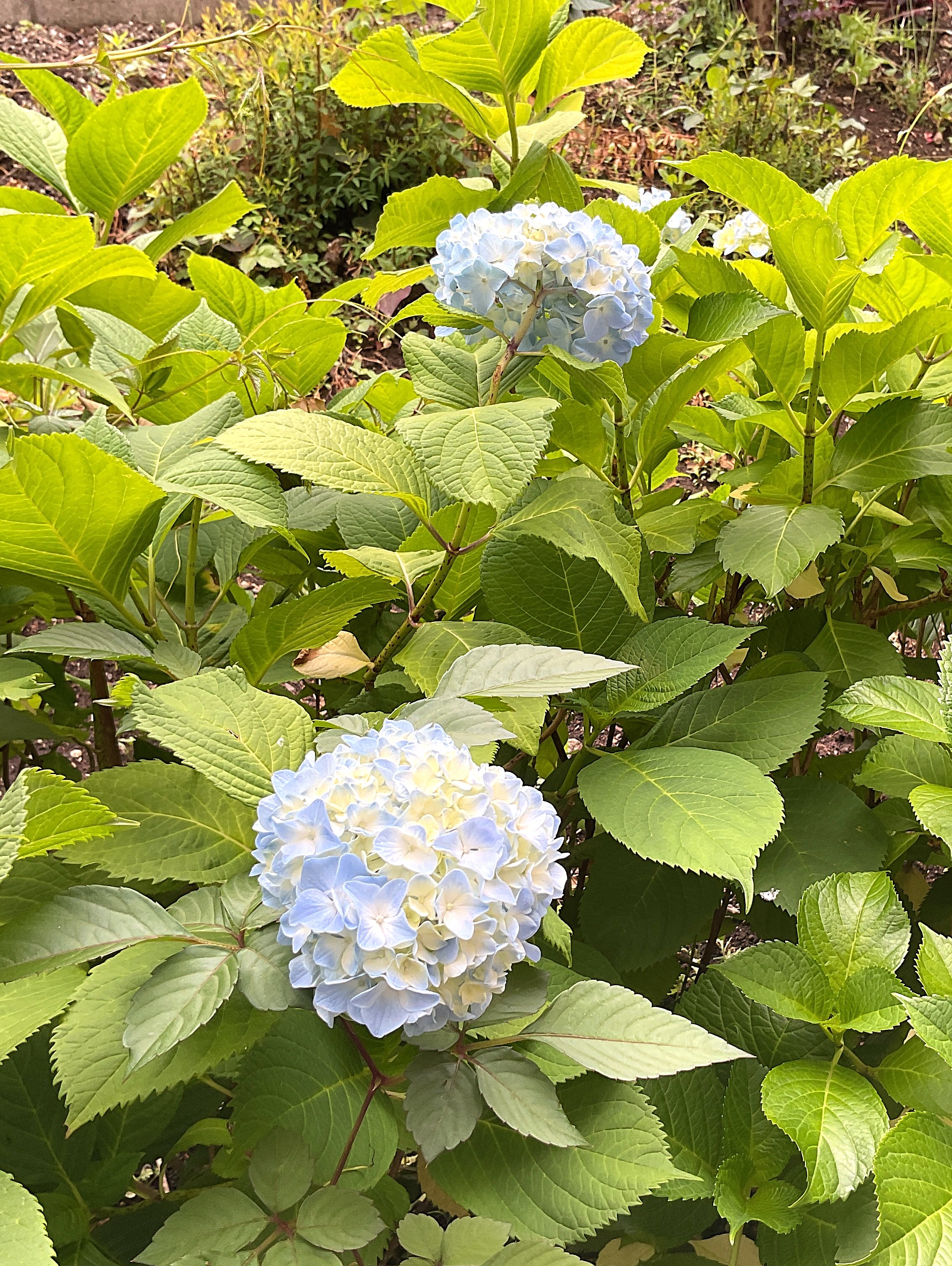 今が見頃です。