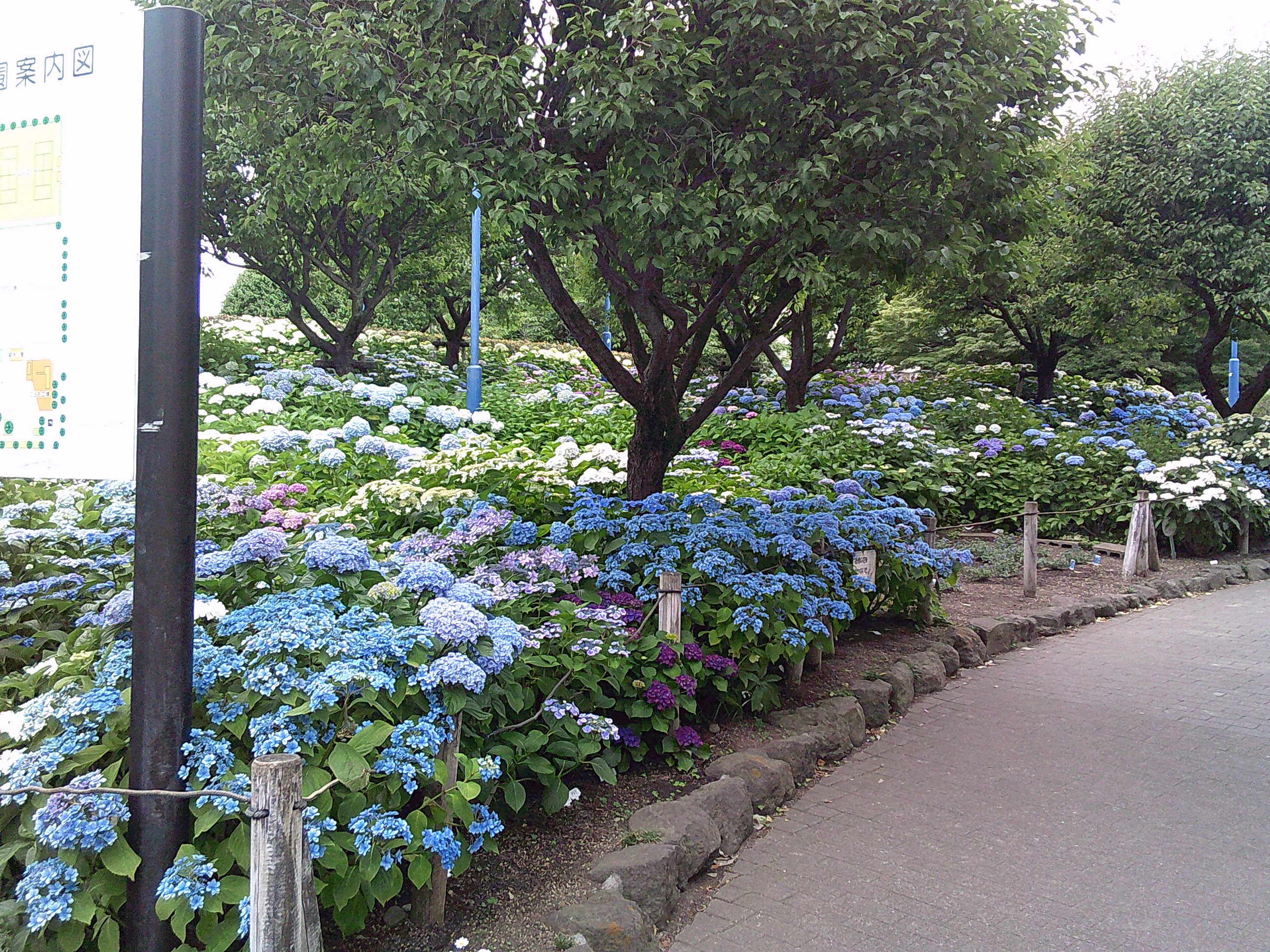 🚗外出レク🚗【紫陽花鑑賞】