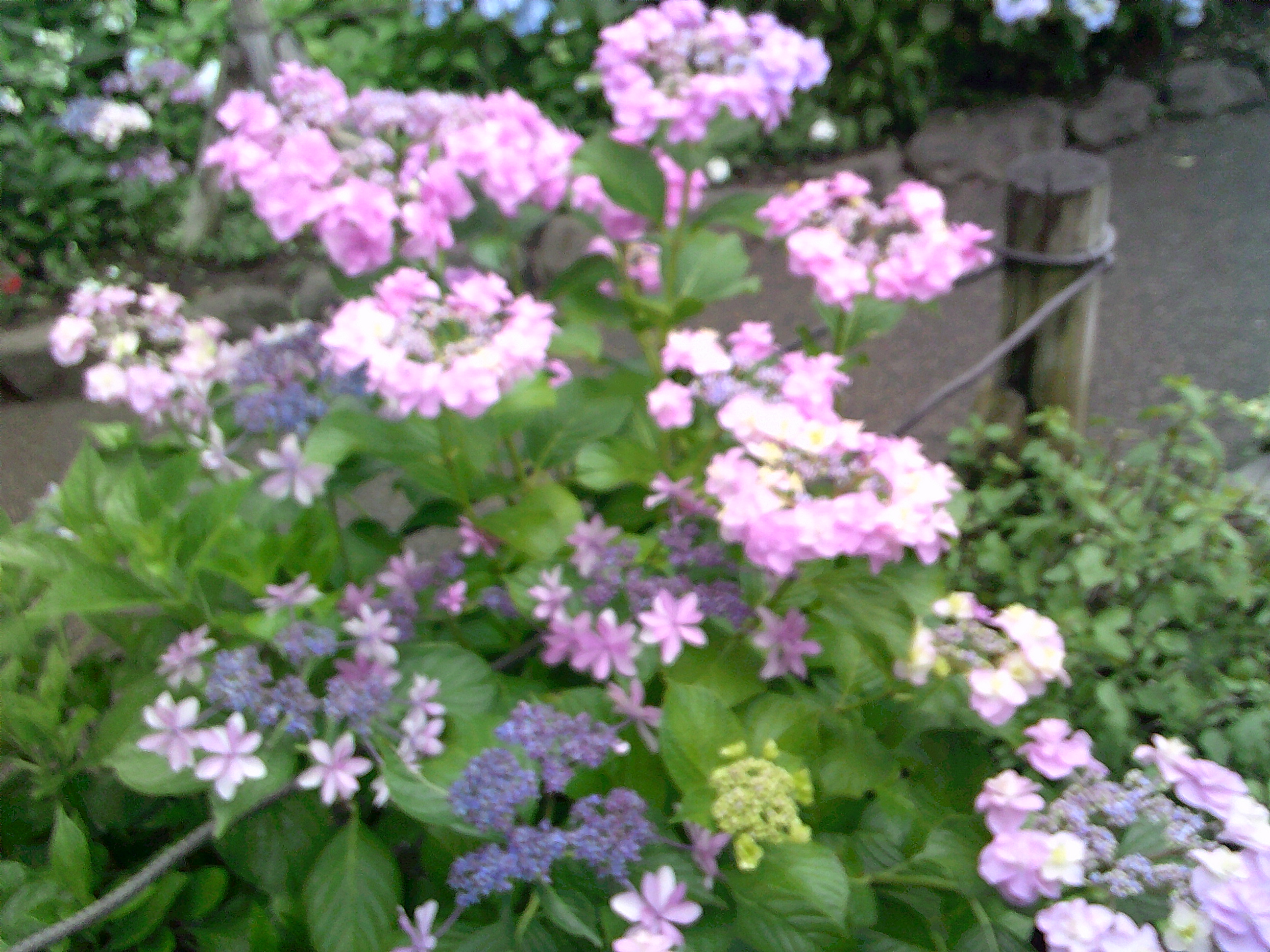 🚗外出レク🚗【紫陽花鑑賞】ＰＡＲＴⅡ