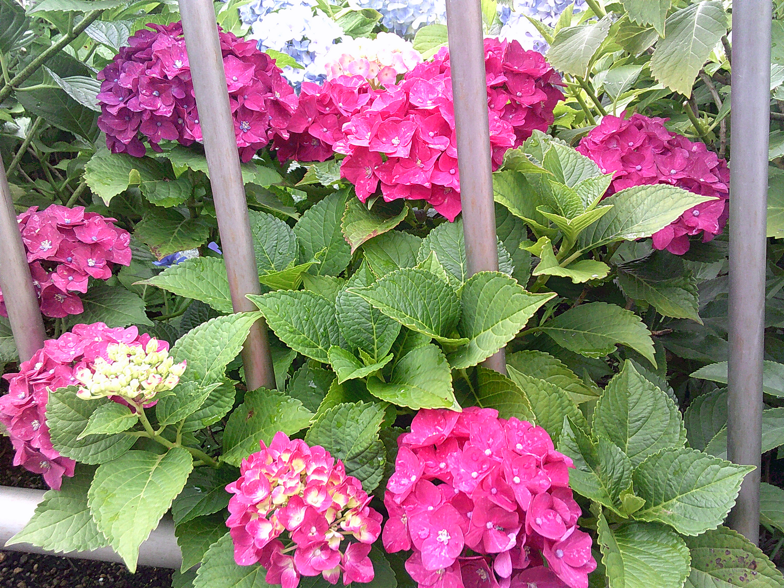 🚗外出レク🚗【紫陽花鑑賞】ＰＡＲＴⅢ