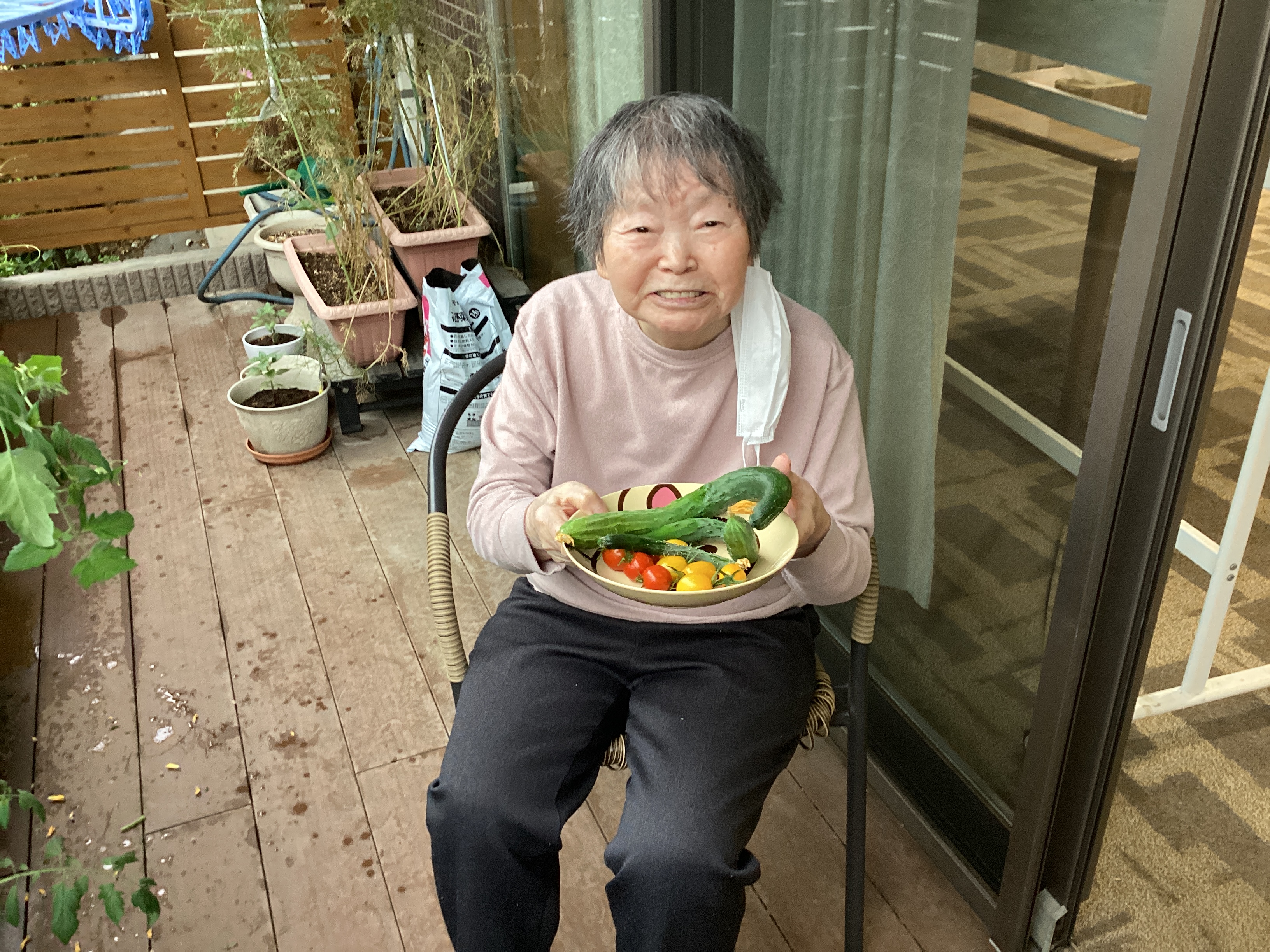 2度目の収穫を行いました🍅