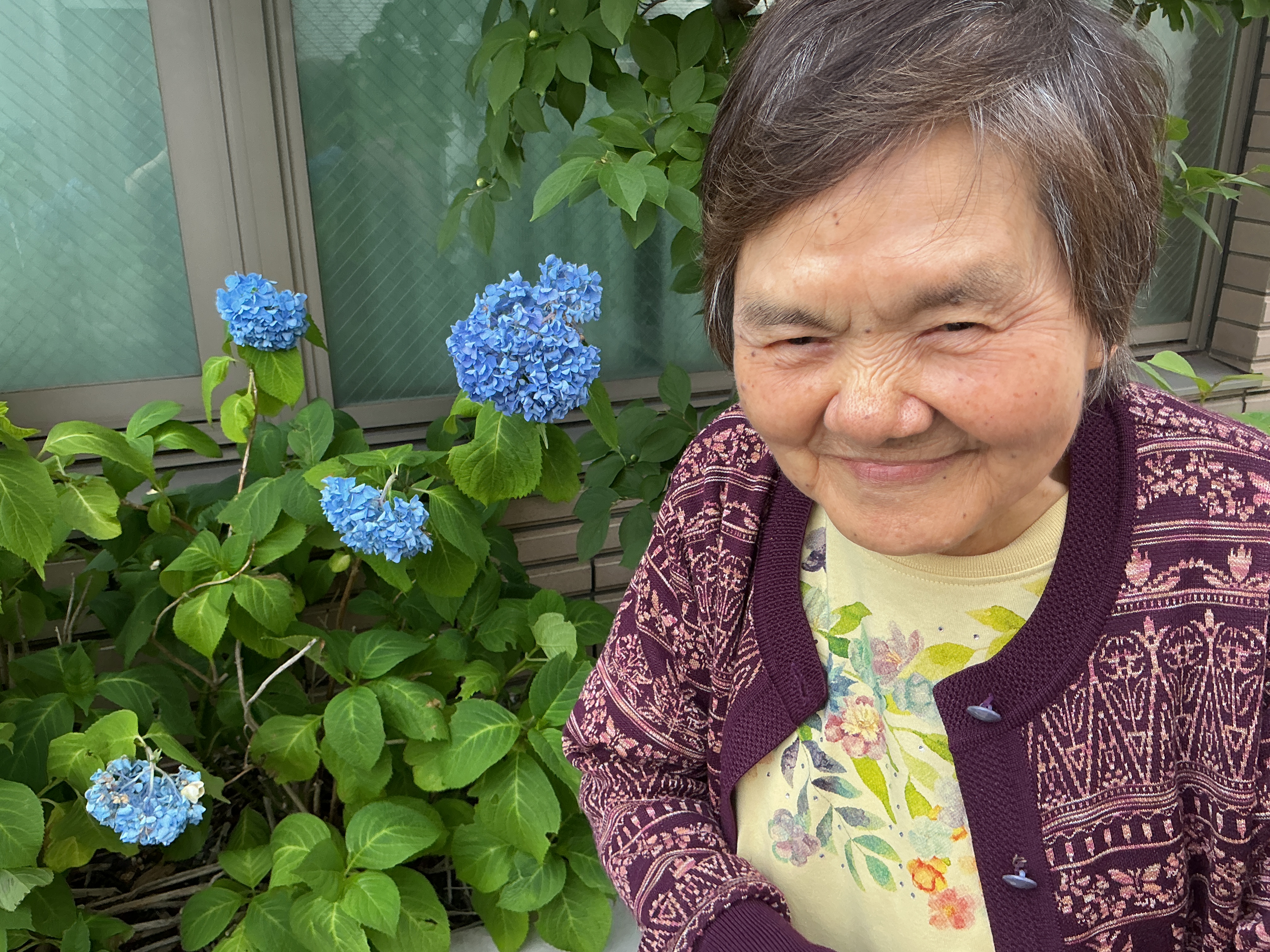 紫陽花