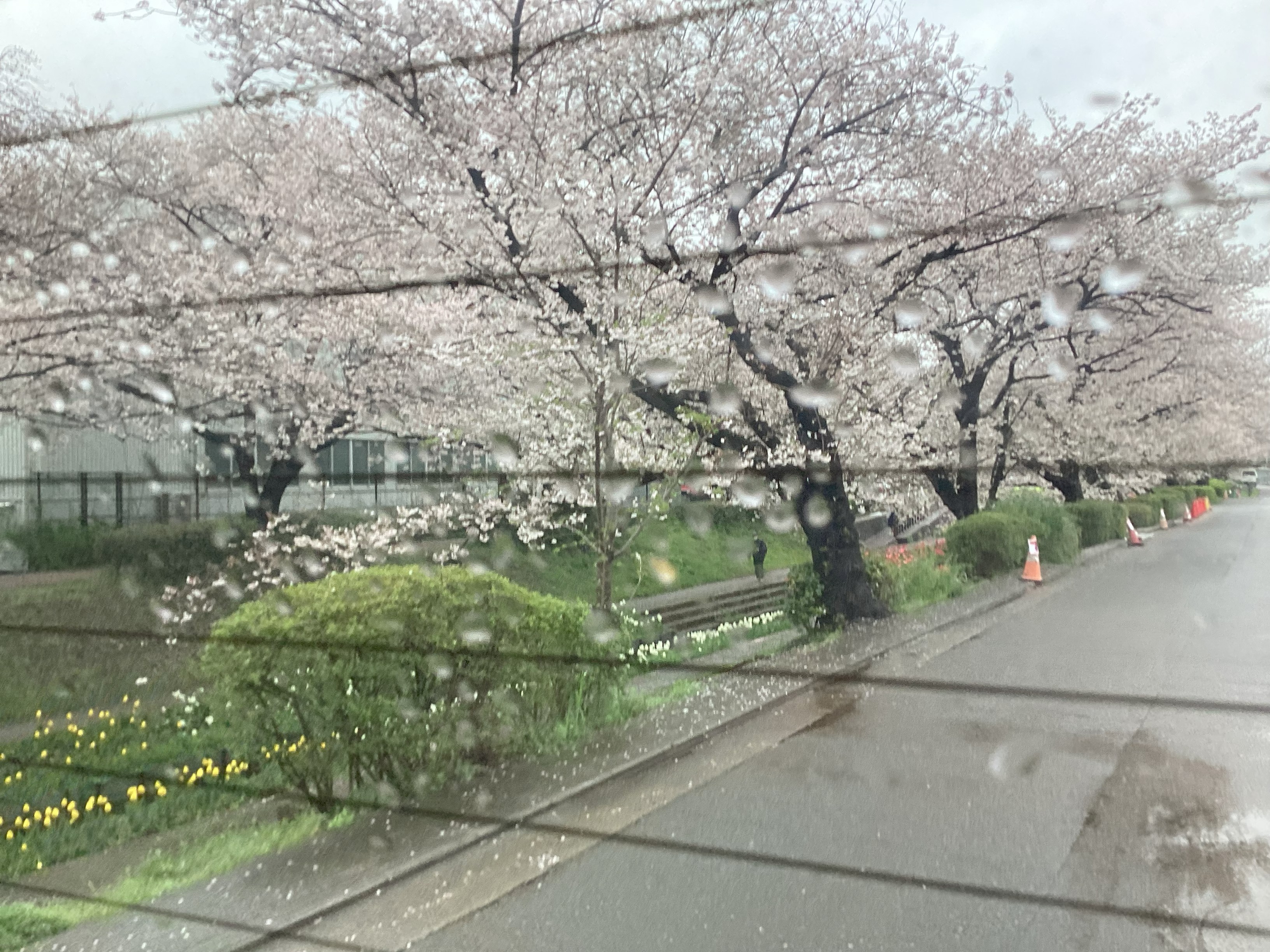 花見