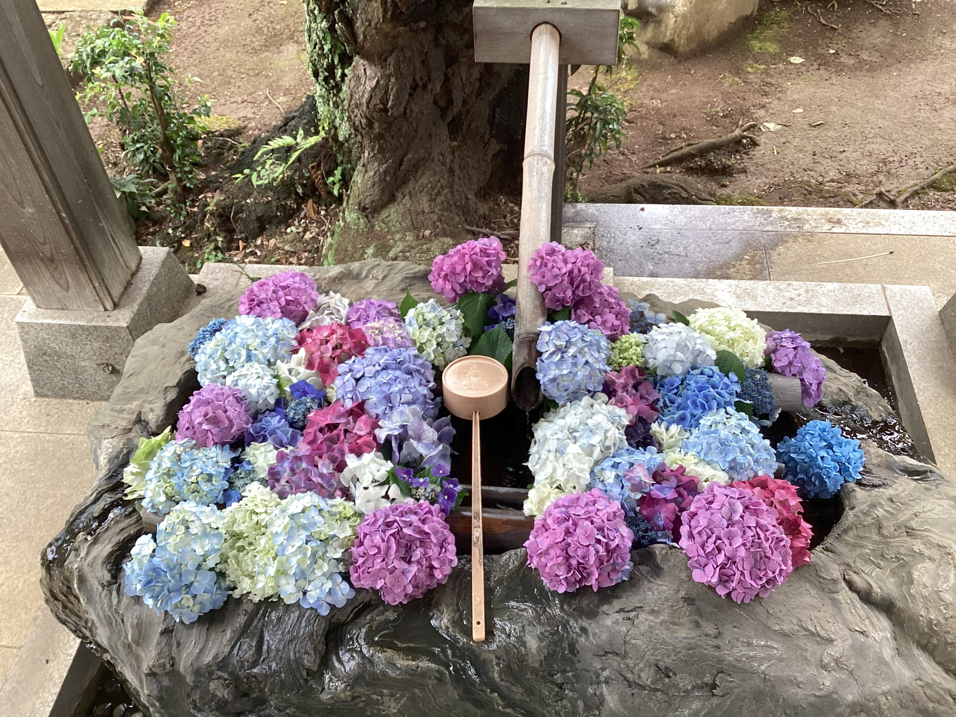 紫陽花寺✨
