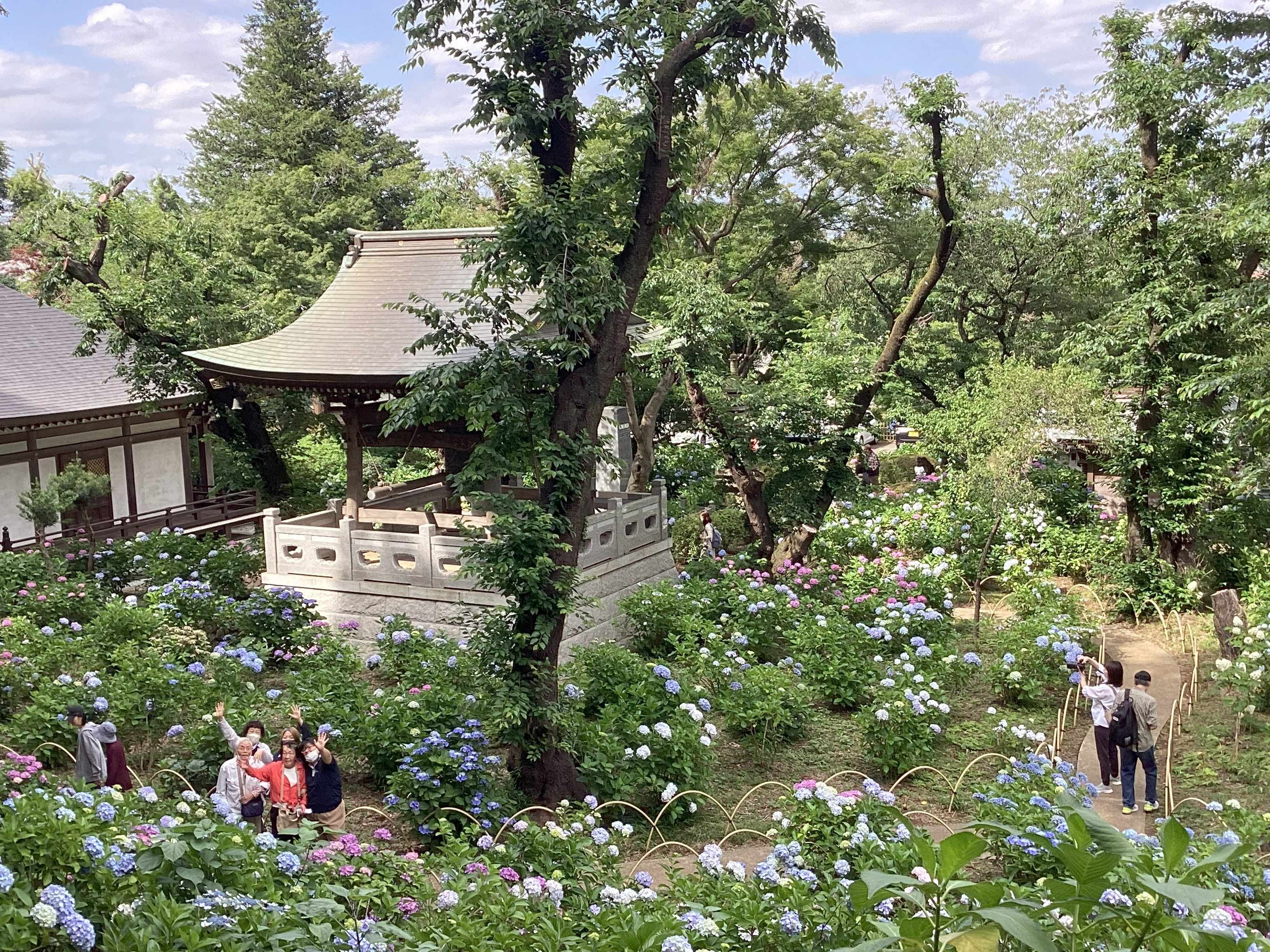 紫陽花寺パート２✨