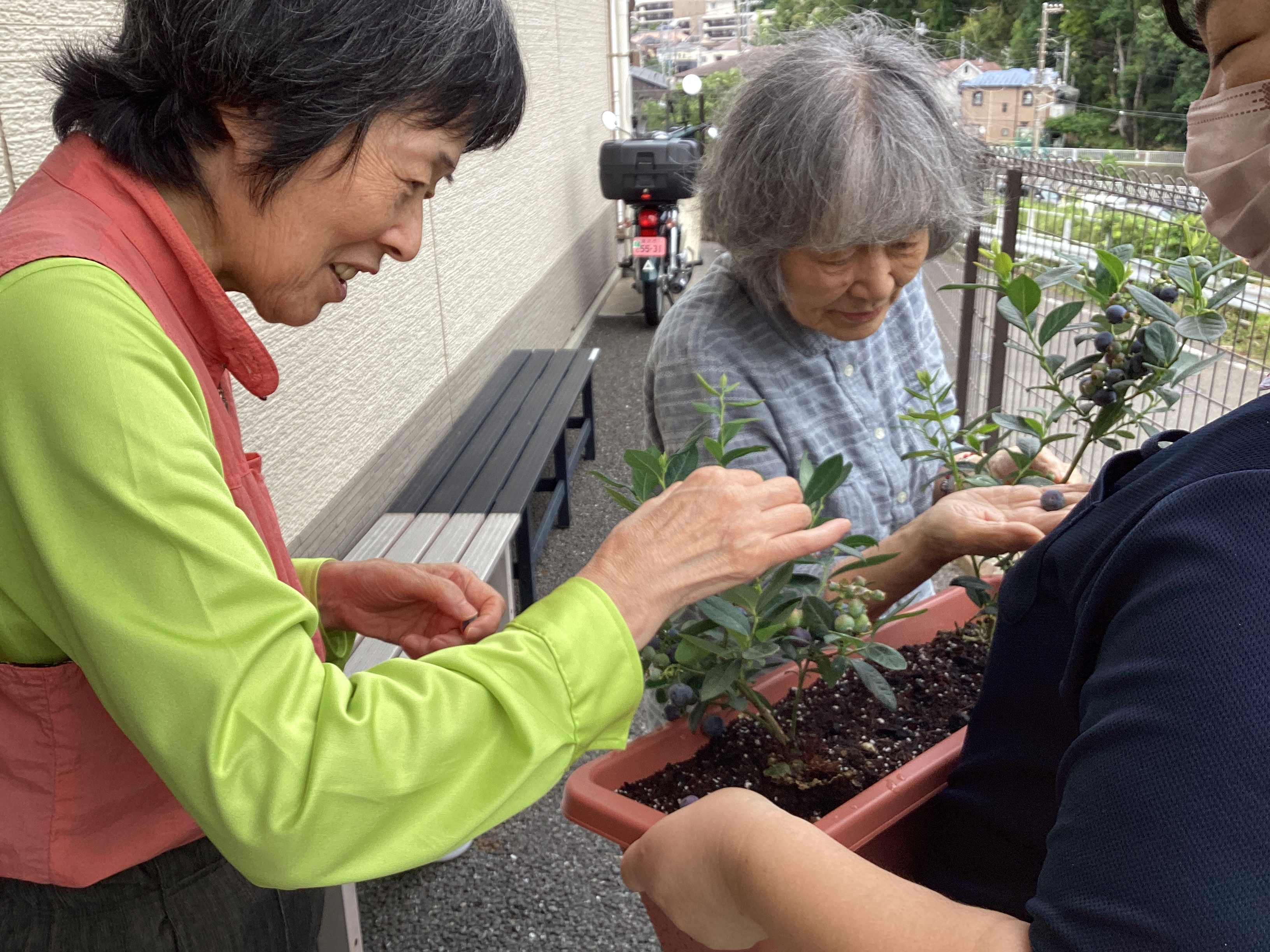 ブルーベリーの収穫(^^♪