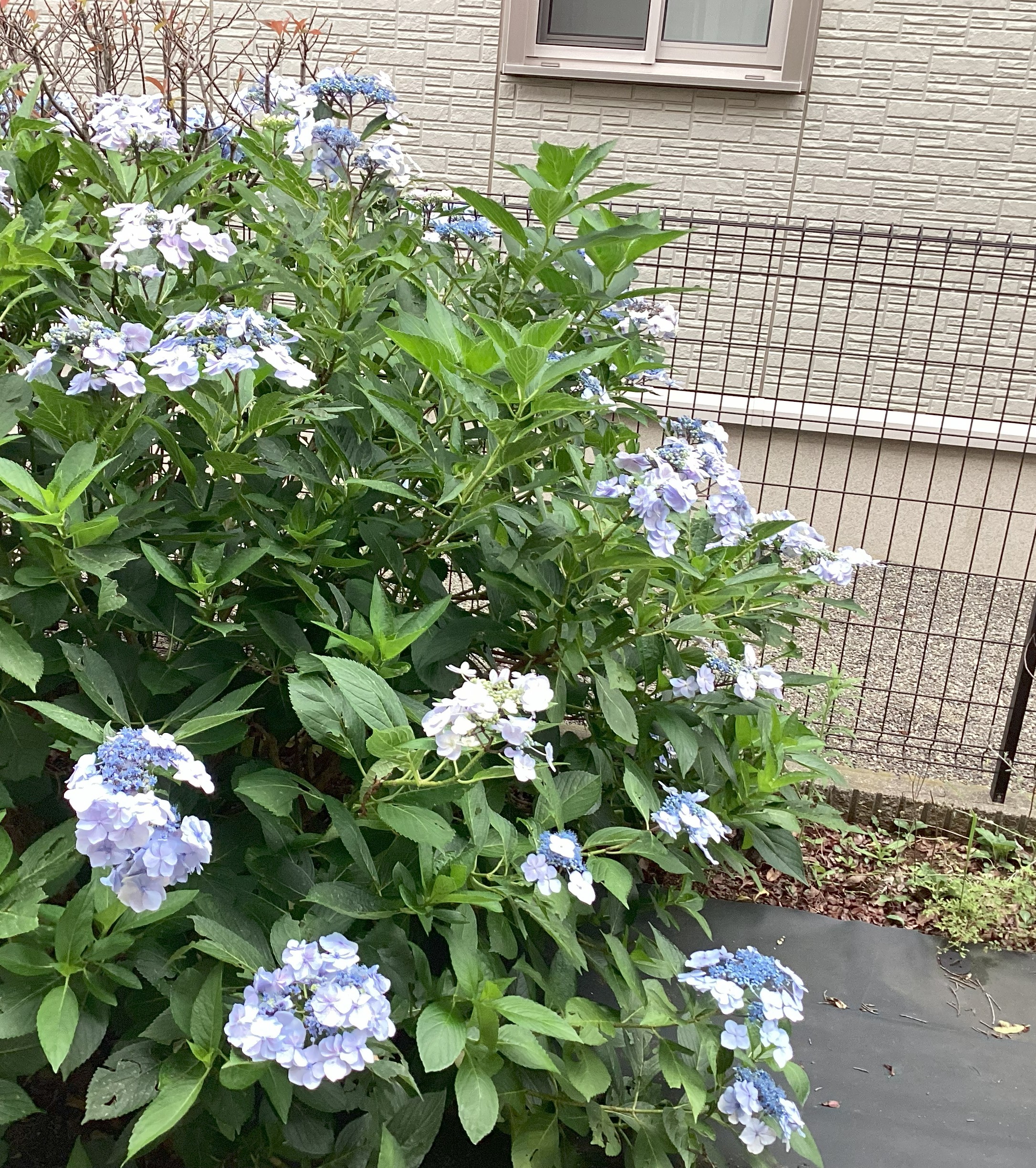 紫陽花が咲きました