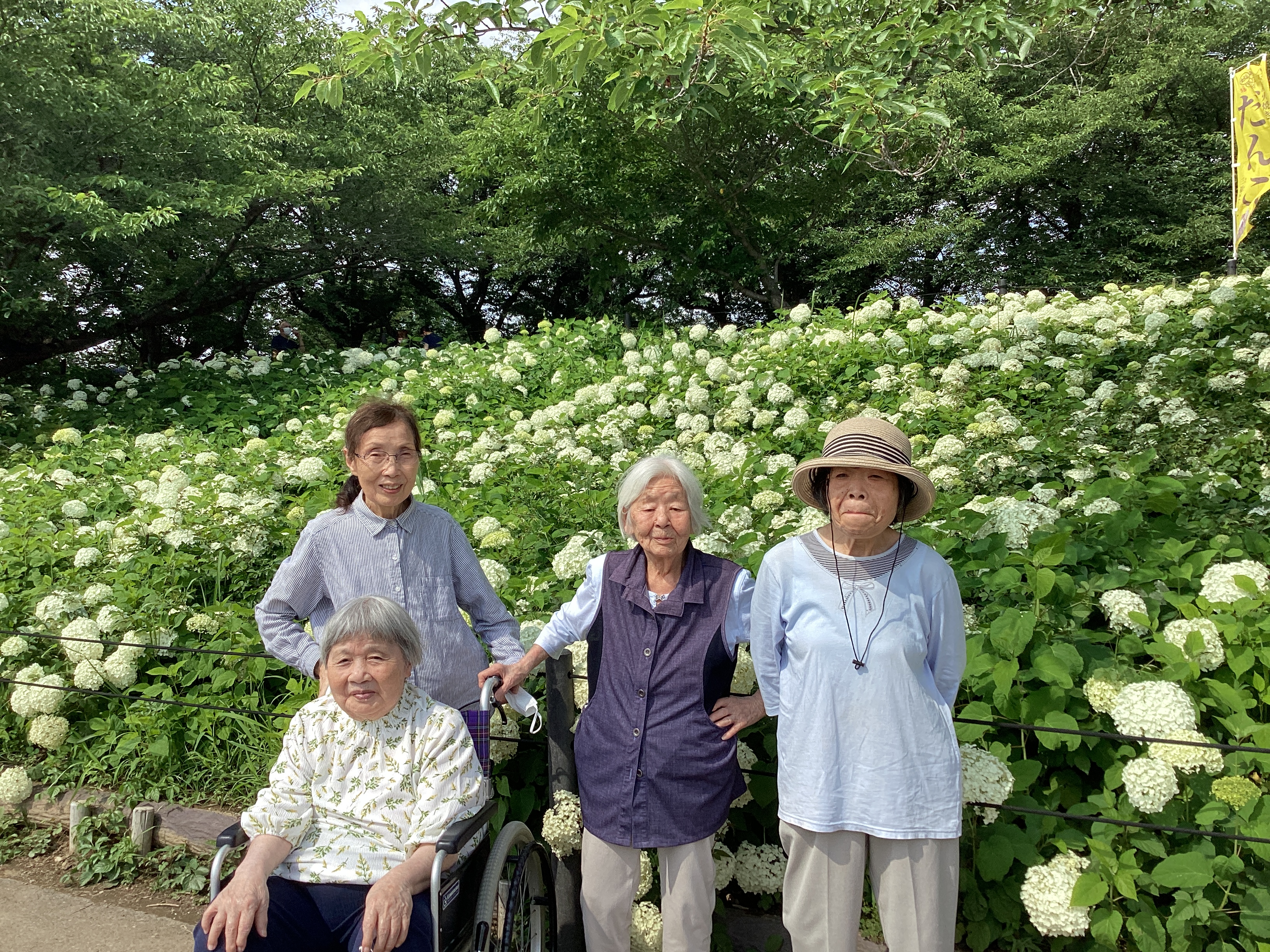 🌺紫陽花見学🌺