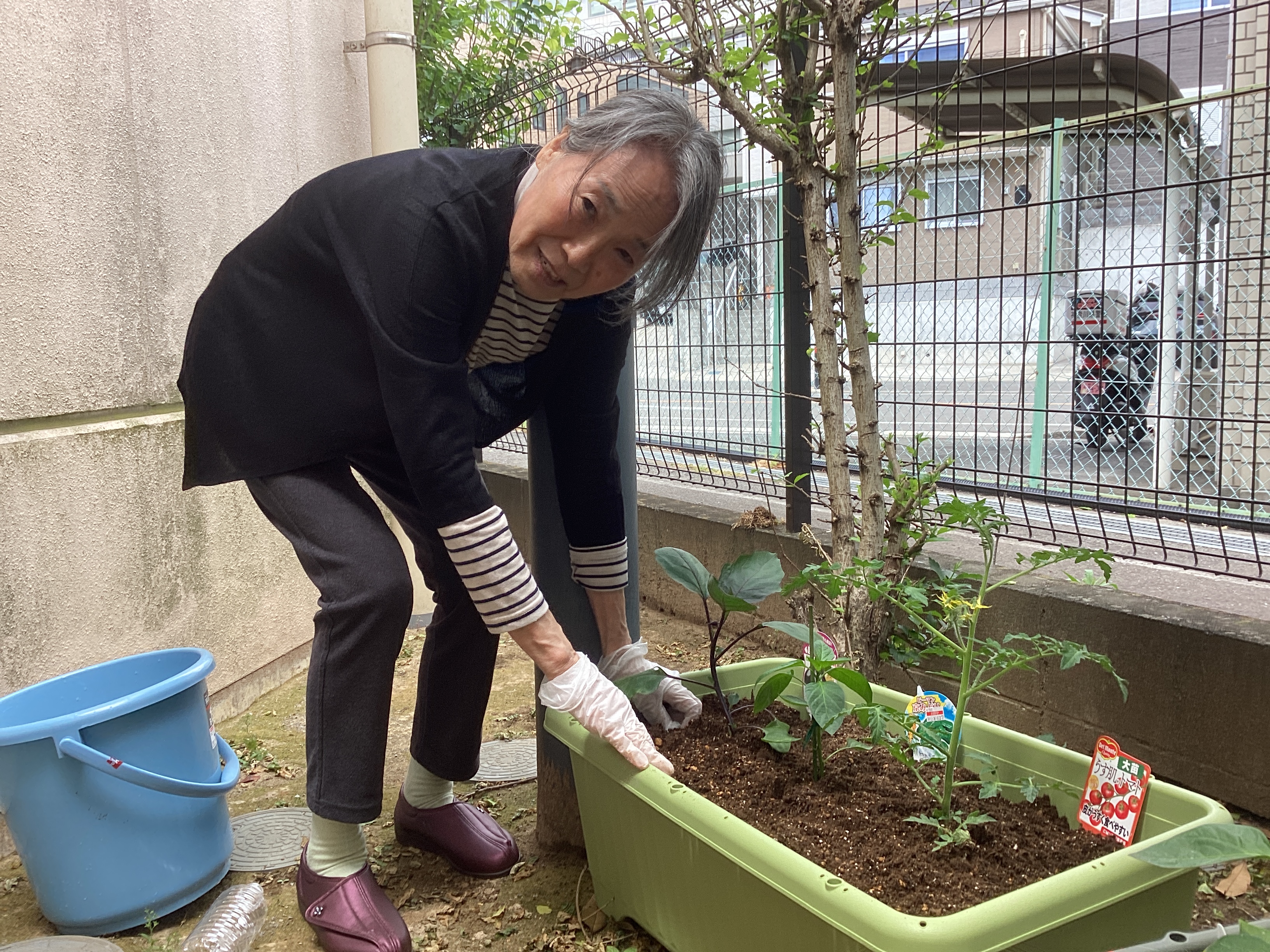 岸谷プチ農園のトマト🍅