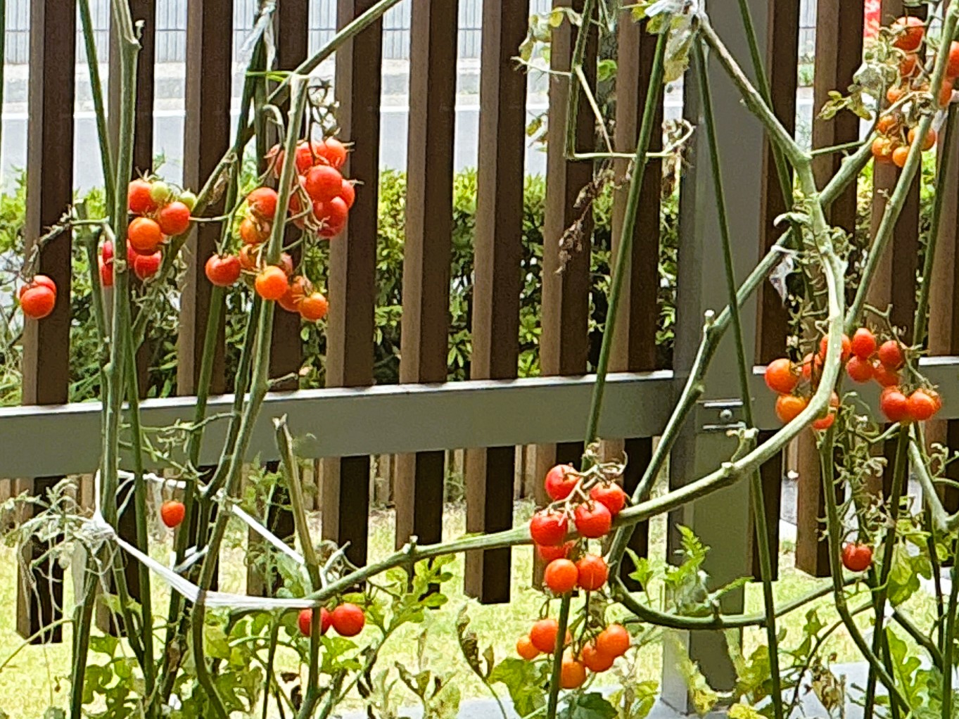 🍅ミモザ農園、大豊作！