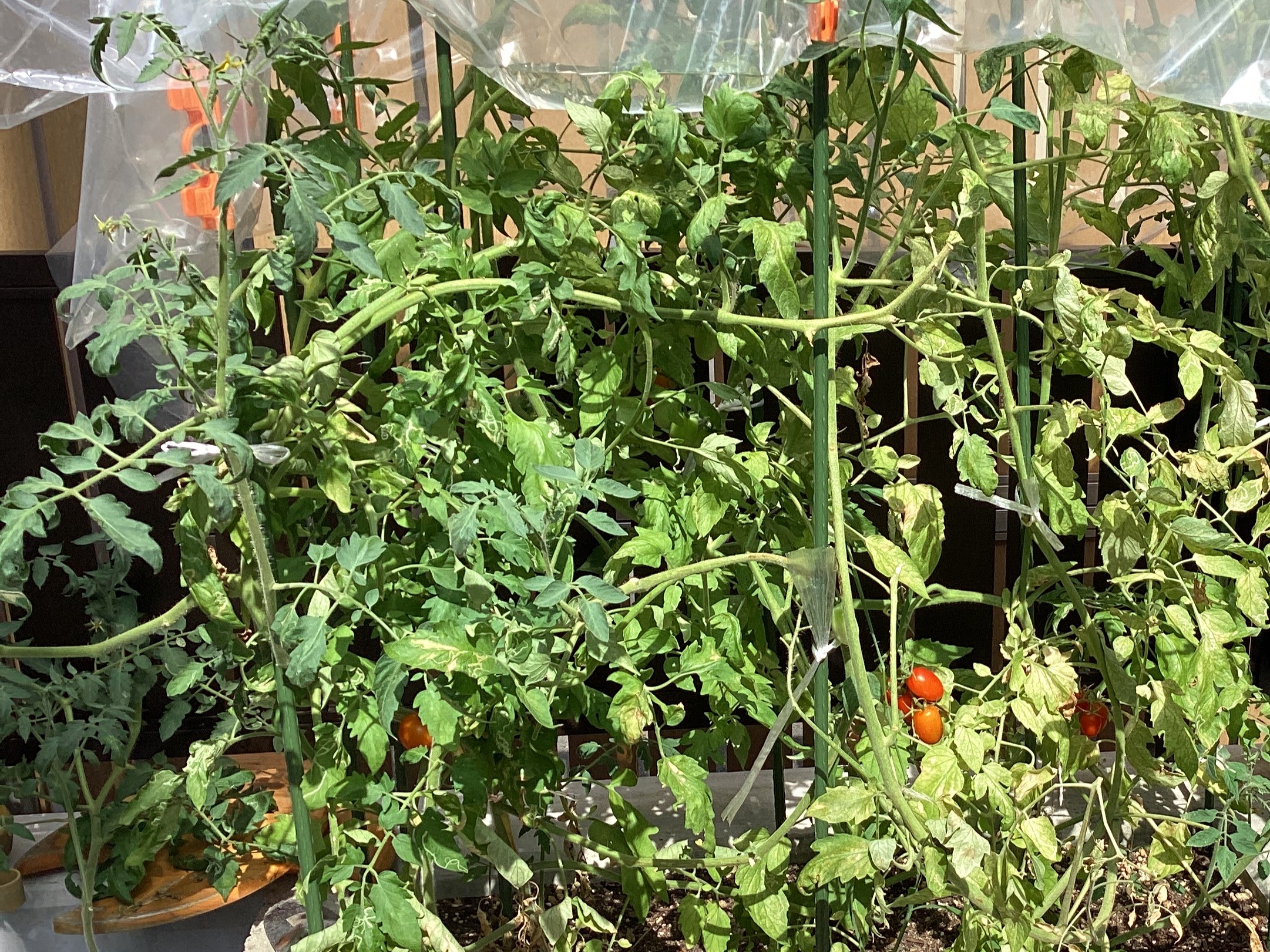 🍅初収穫🍅