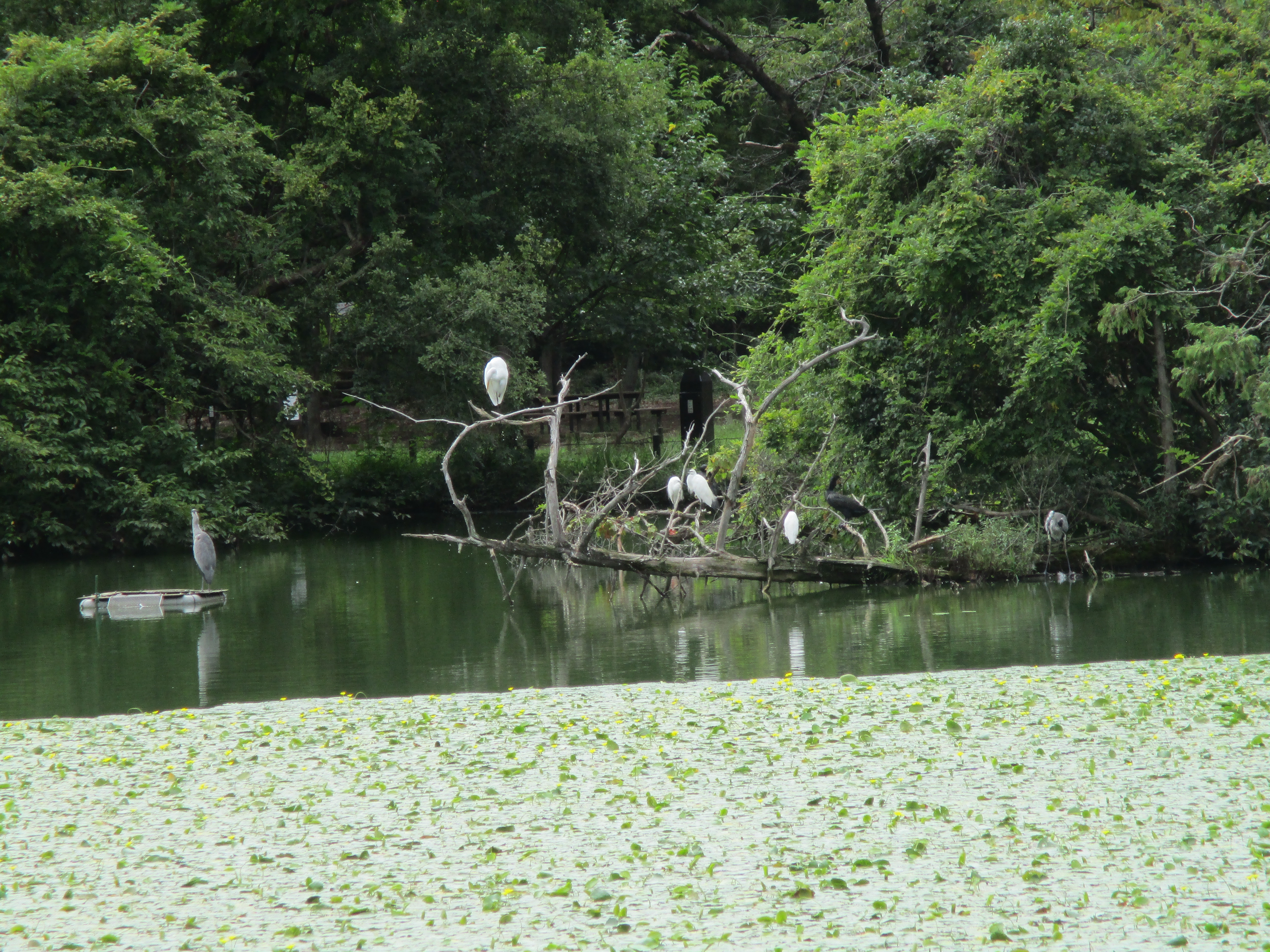 8/30　善福寺公園
