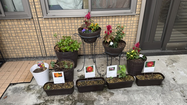 花を植えました