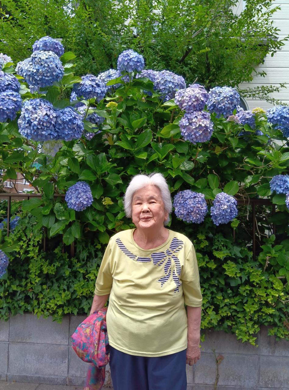 紫陽花
