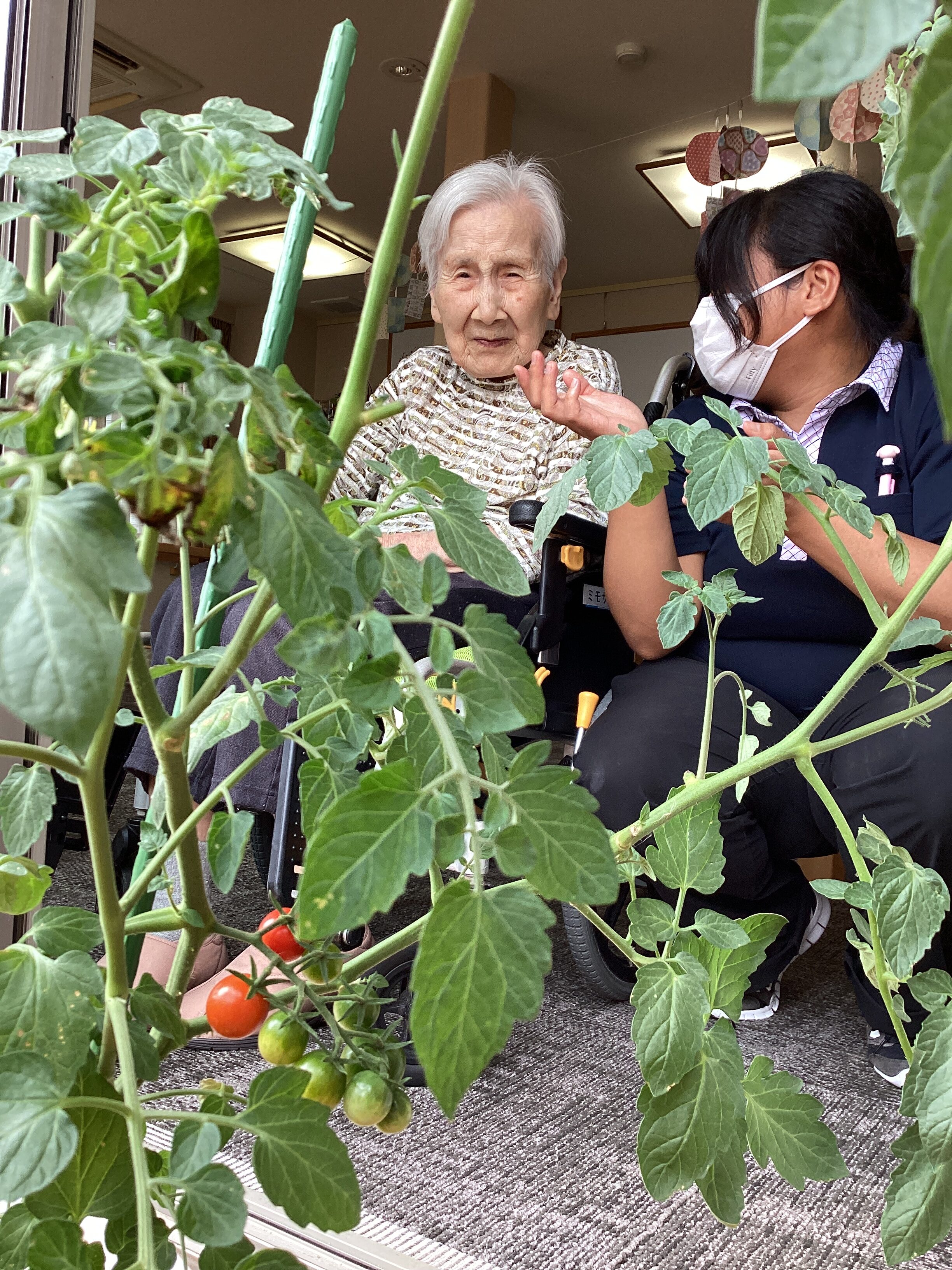 トマト🍅